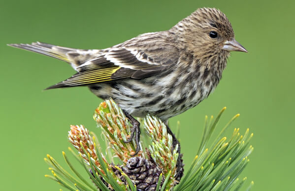 Pine Siskin, Tim Zurowski