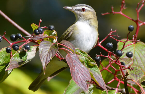 BOTW Homepage Thumbnail_Red-eyed Vireo_C. Hamilton, Shutterstock