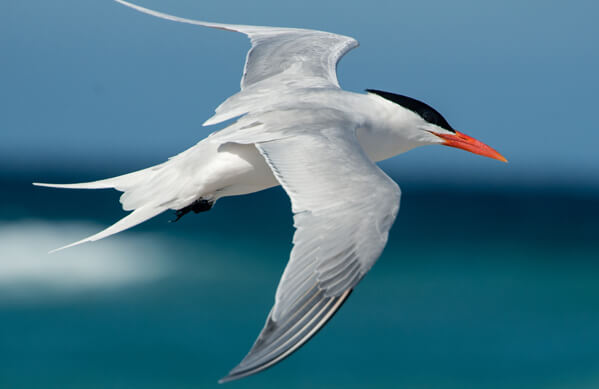 Royal Tern, Owen-Deutsch