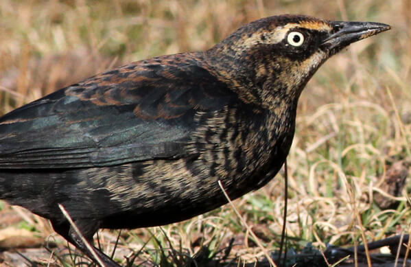 Rusty Blackbird, Mike Parr