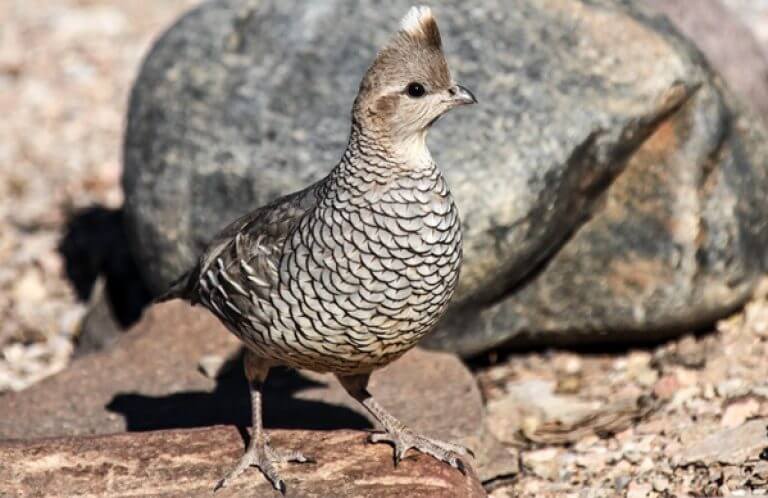 Scaled Quail, Ingrid Curry, Shutterstock