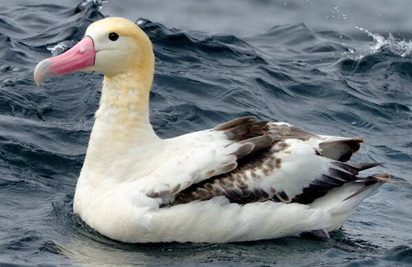 Short-tailed Albatross, Kirk Zufelt