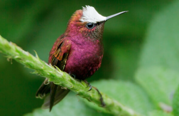 Snowcap sitting on a small green branch