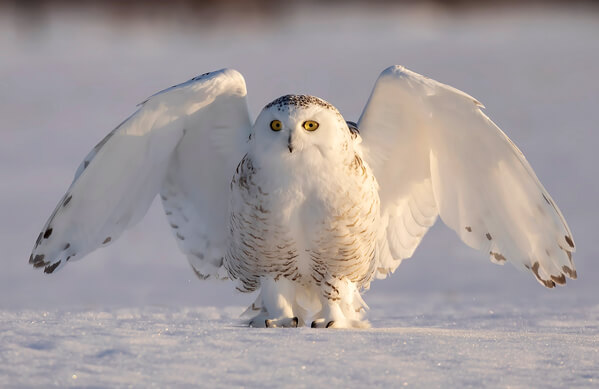 Snowy Owl