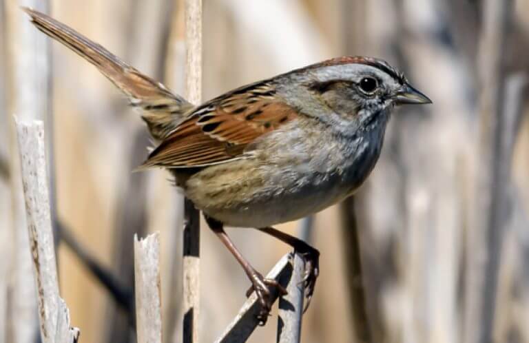 Swamp Sparrow, FotoRequest, Shutterstock