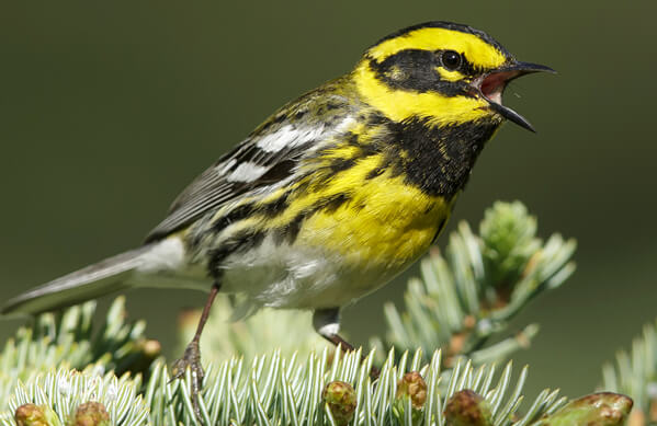 Townsends Warbler, Agami Photo Agency, Shutterstock