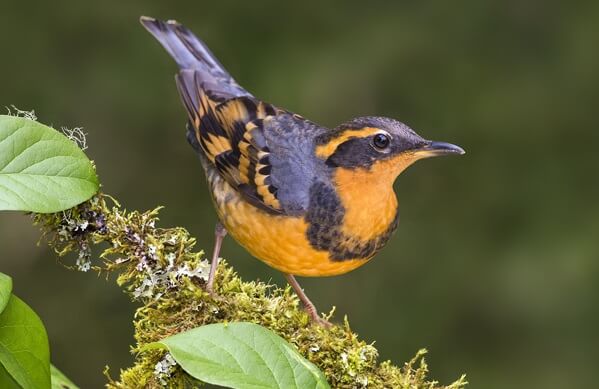 Varied Thrush, Tim Zurowski, Shutterstock