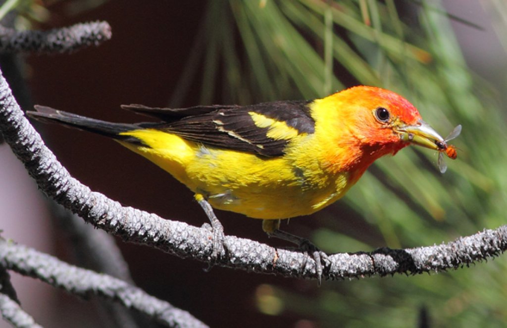 Western Tanager by Greg Homel, Natural Elements Productions