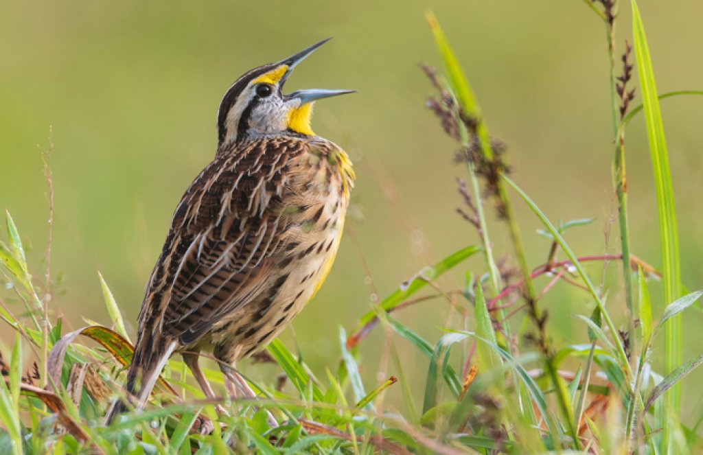 Eastern Meadowlark by Christopher Becerra, Shutterstock