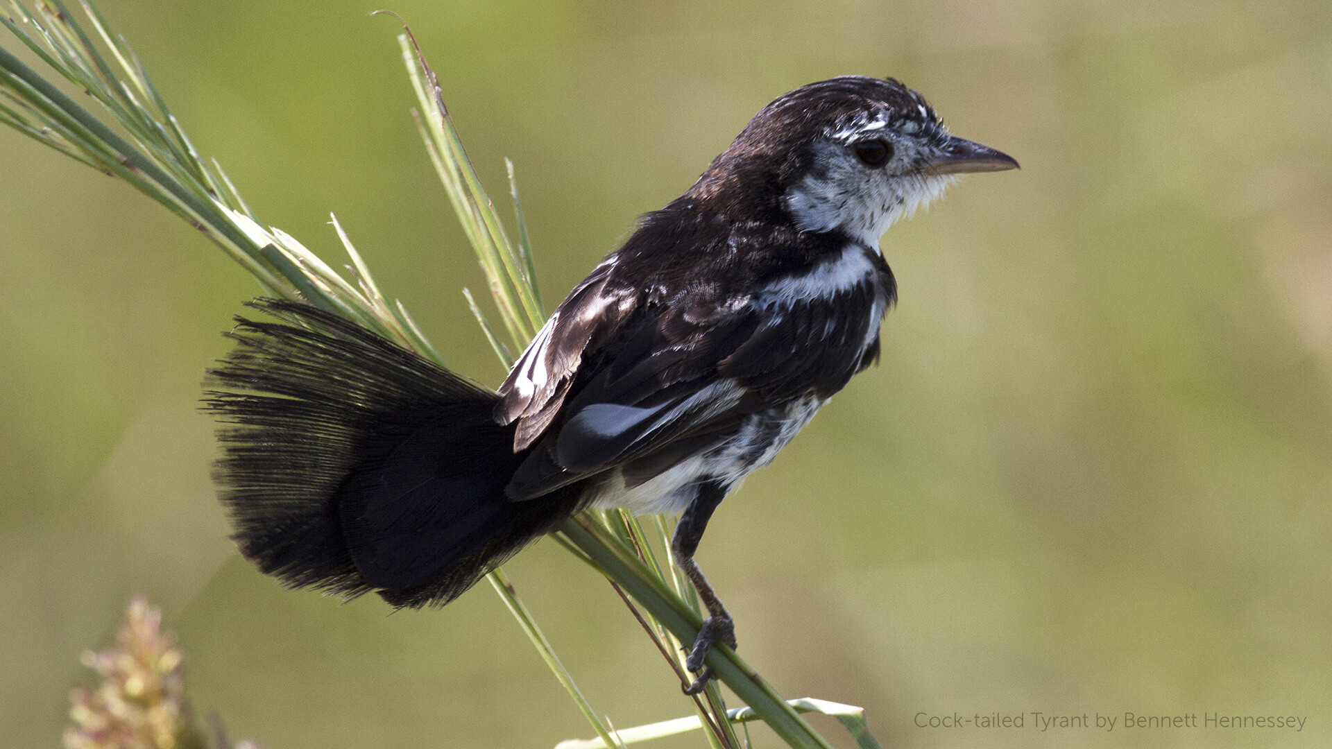 Cock-tailed Tyrant, Bennett Hennessey