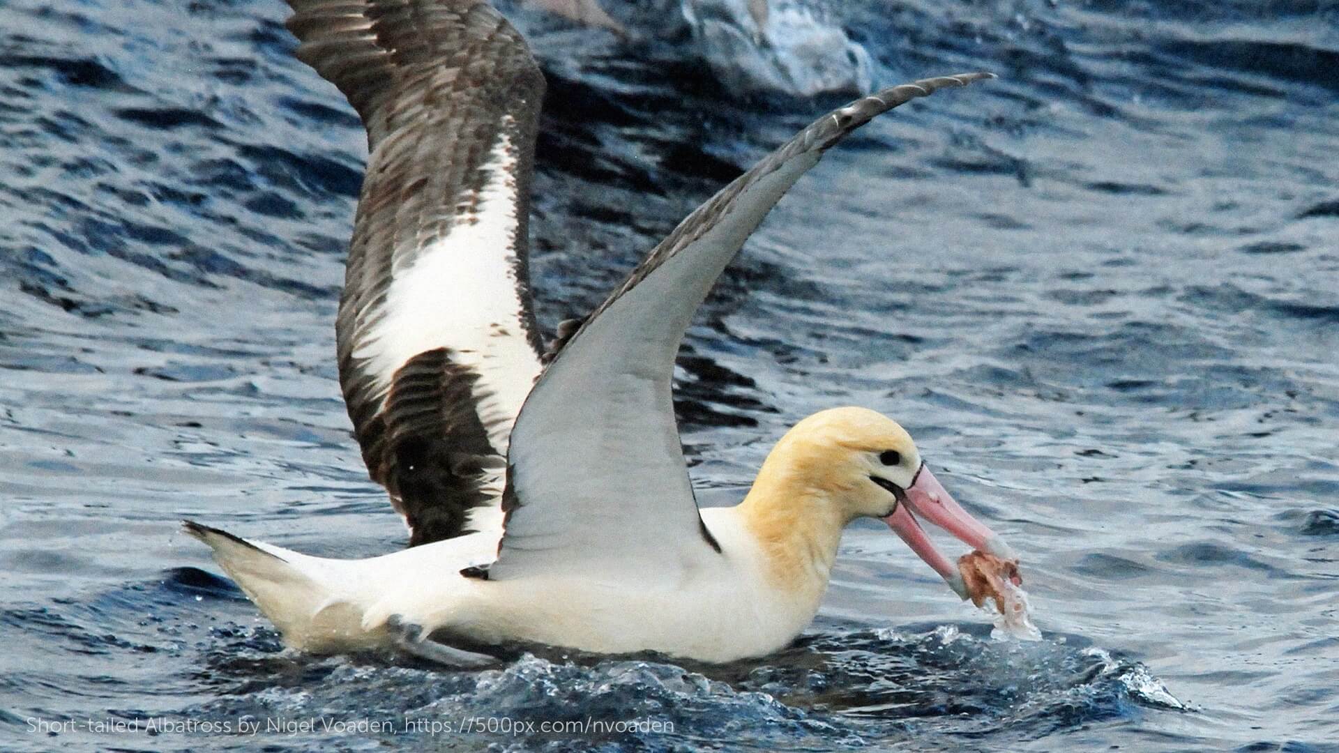 Short-tailed Albatross, Nigel Voaden