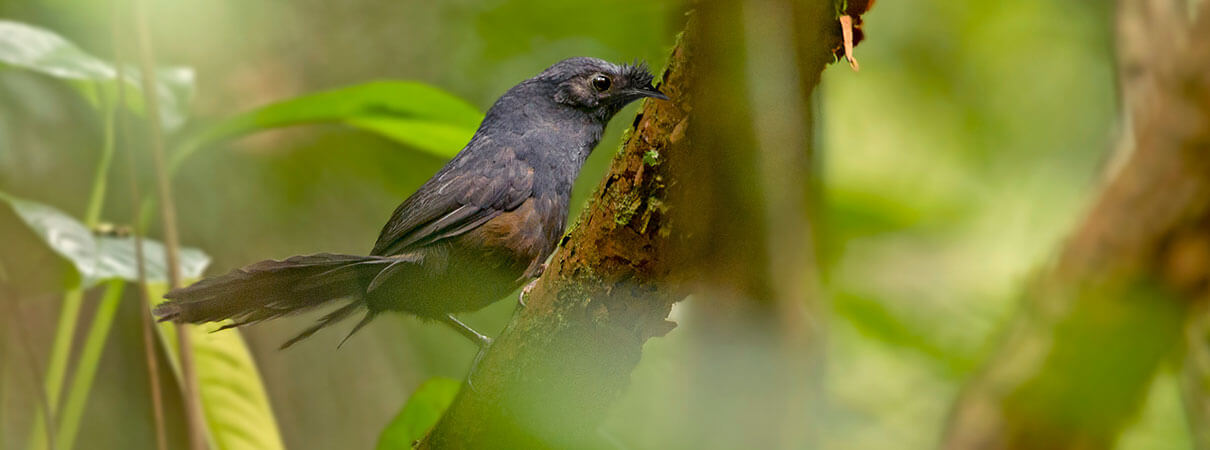 Stresemann's Bristlefront ranks among the rarest of birds. Photo by Ciro Albano