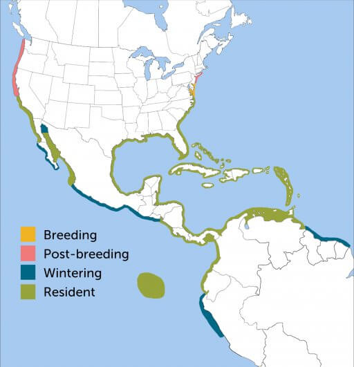 Brown Pelican range map by ABC