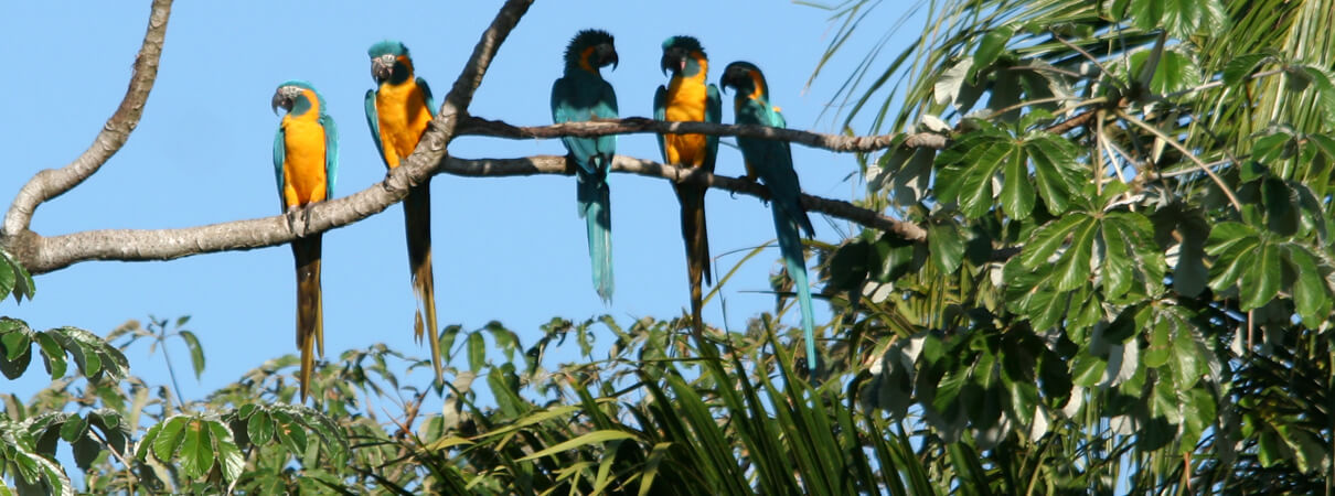 Increasing numbers of Blue-throated Macaw at the Barba Azul Nature Reserve provide hope for the species' recovery. Photo by Benjamin Skolnik