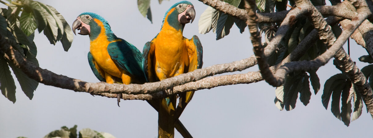 Less than 300 of the critically endangered Blue-throated Macaws are believed to remain alive in the wild today. Photo by Daniel Alarcon / Asociación Armonía