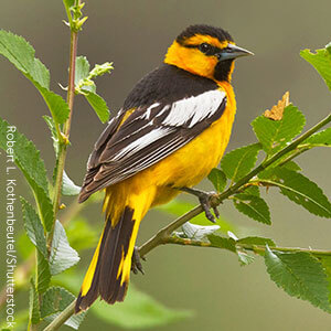 Bullock's Oriole