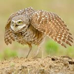 Burrowing Owl in defensive posture. Photo by Agnieszka Bacal, Shutterstock.