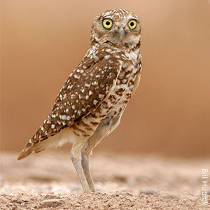 Burrowing Owl