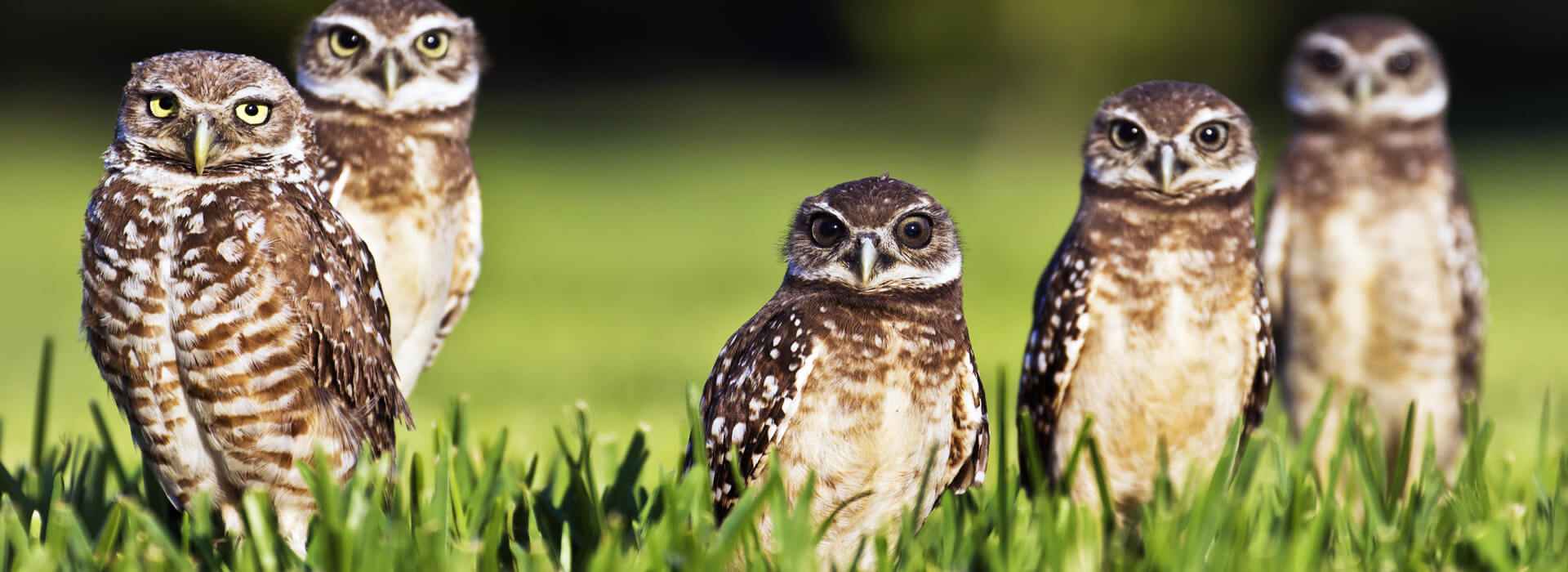 Burrowing Owls, Dan Lee, Shutterstock