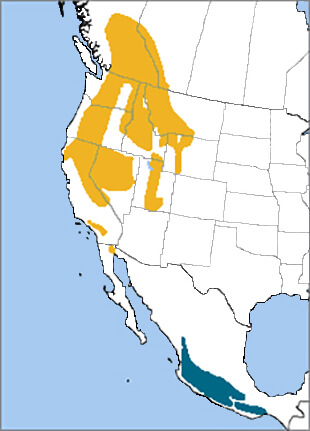 Calliope Hummer map, NatureServe