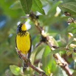 Canada Warbler. Photo by Agami Photo Agency/Shutterstock.