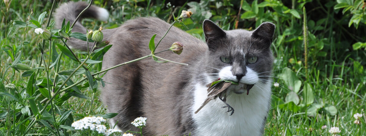 Cat with bird by Zanna Holstova, Shutterstock