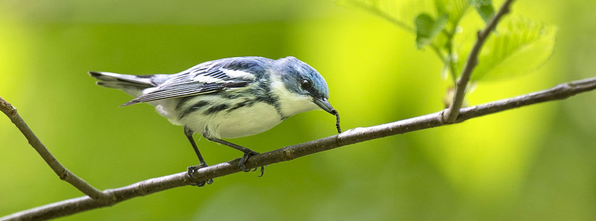 Cerulean Warbler with caterpillar. Photo by Ray Hennessy/Shutterstock