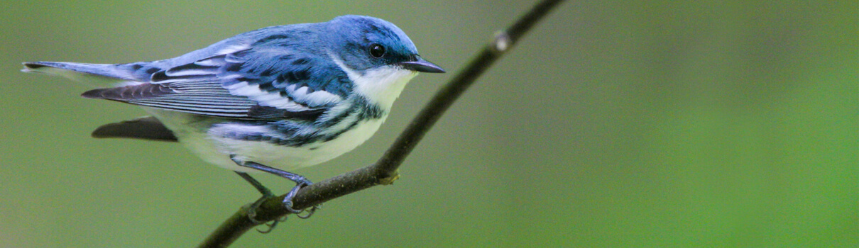 Cerulean Warbler, Greg Lavaty