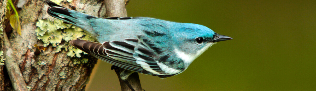 Cerulean Warbler, Tessa Nickels