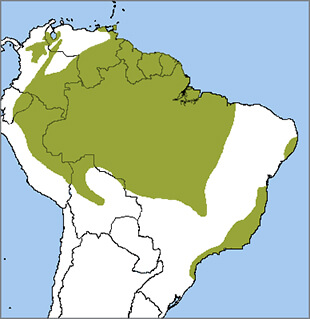 Channel-billed Toucan range map by NatureServe