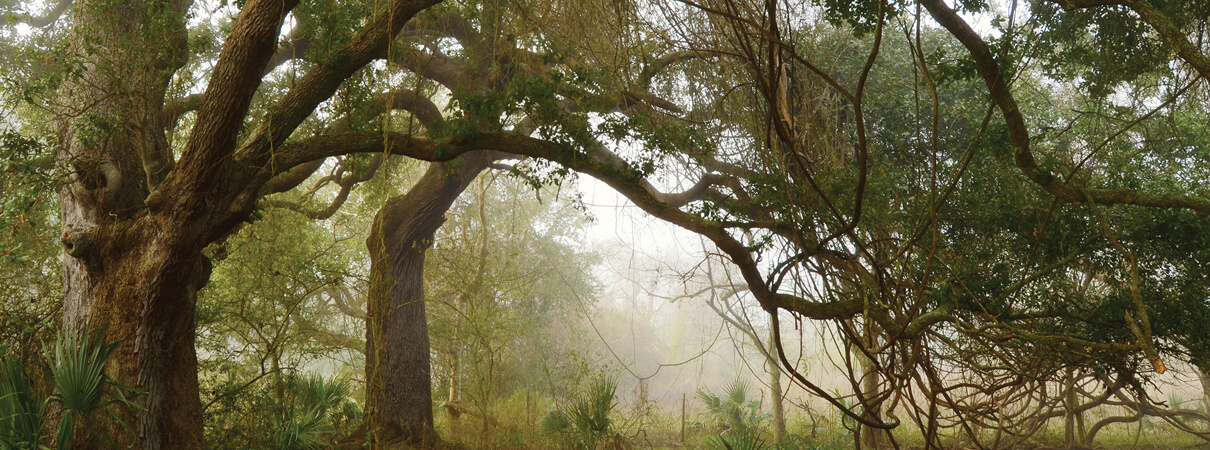 Louisiana's coastal live oak and hackberry forests—known as chenier forests—provide much needed forage and shelter for migratory birds that have just completed their flight north across the Gulf of Mexico, or are just about to embark on their journey south. Shown here is the Chenier au Tigre in Louisiana's Vermilion Parish. Such stopover habitats are essential for maintaining migratory connectivity between birds' winter and summer habitats. Photo by Erik Johnson / Audubon Louisiana