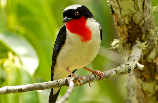 Cherry-throated Tanager, Ciro Albano