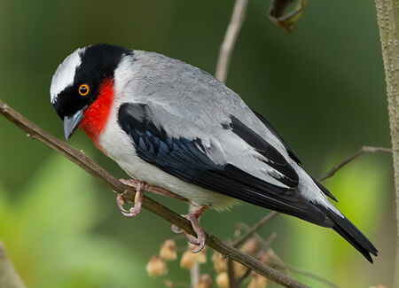 Cherry-throated Tanager map, NatureServe