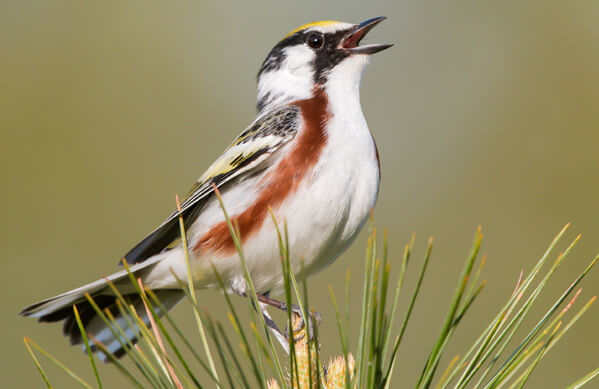 Chestnut-sided FotoRequest, Shutterstock