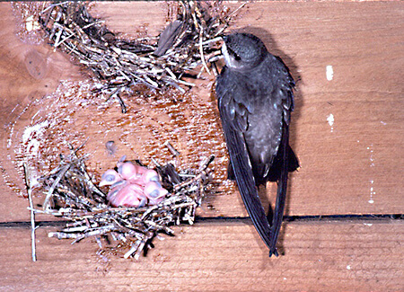 Chimney Swift at nest, Bruno Kern