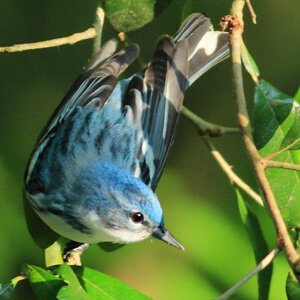 Cerulean Warbler, Bruce Beehler