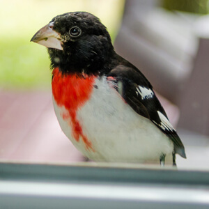 Rose-breasted Grosbeak at window, valleyboi63, Shutterstock