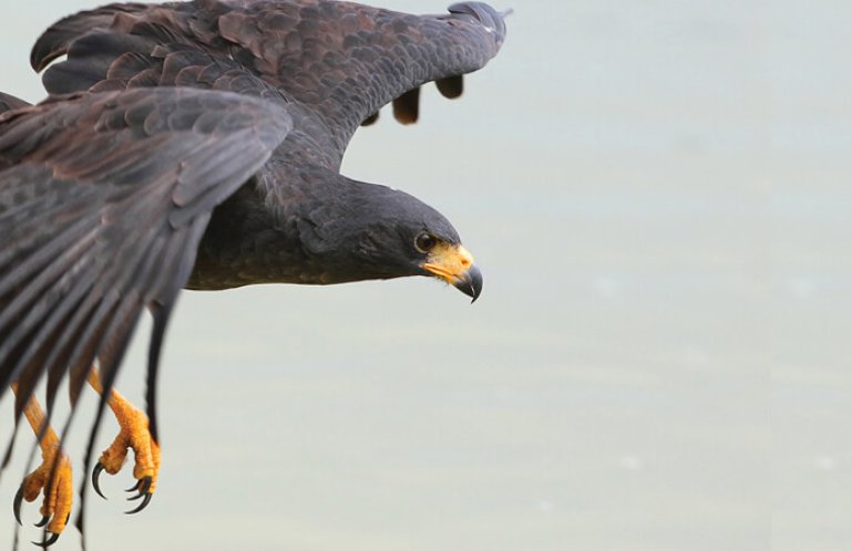 Common Black-Hawk is one of the focal species of the Big Bend BirdScape, in Texas. Photo by Alfred Yan