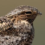 Common Nighthawk. Photo by Max Allen, Shutterstock.