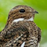 Common Nighthawk