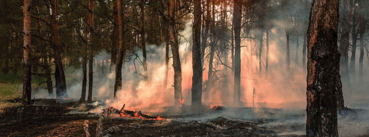 Controlled burn in progress by yelantsevv/Shutterstock