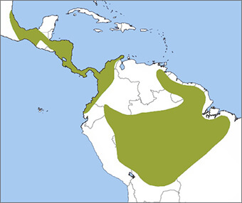 Crested Owl map, NatureServe