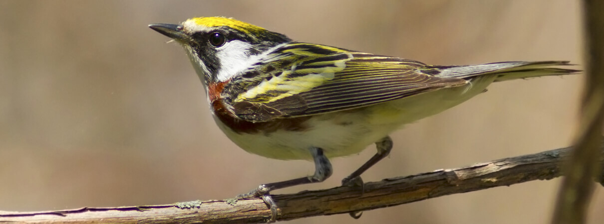 Chestnut-sided Warbler by Trevor Jones, Shutterstock