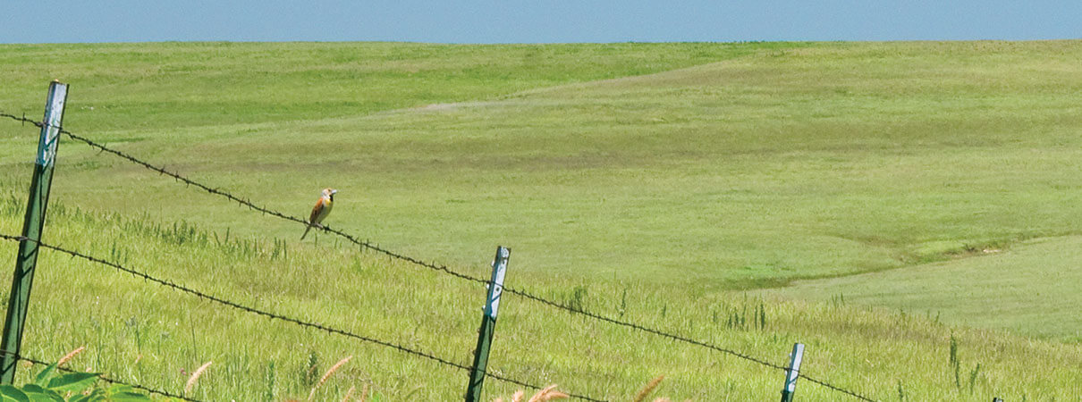 Dickcissel and other prairie bird depend on the region for their survival. Photo by Cindy Tsutsumi