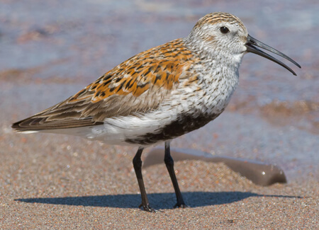 Dunlin, Paul-Reeves Photography, Shutterstock