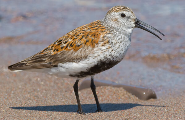 Dunlin, Paul Reeves Photography, Shutterstock