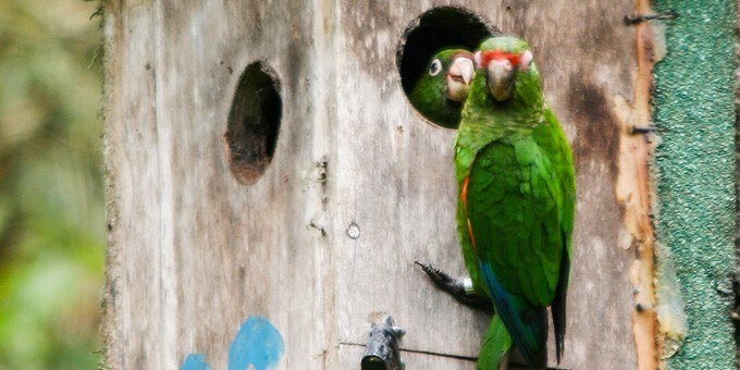 El-Oro-Parakeets_Benjamin-Skolnik