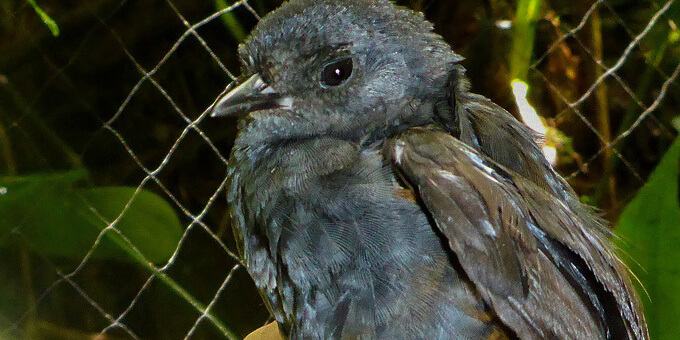 El-Oro-Tapaculo_Claudia-Hermes