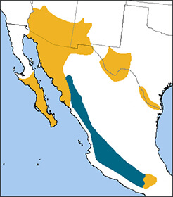 Elf Owl map, NatureServe