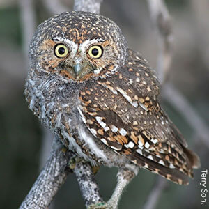 Elf Owl